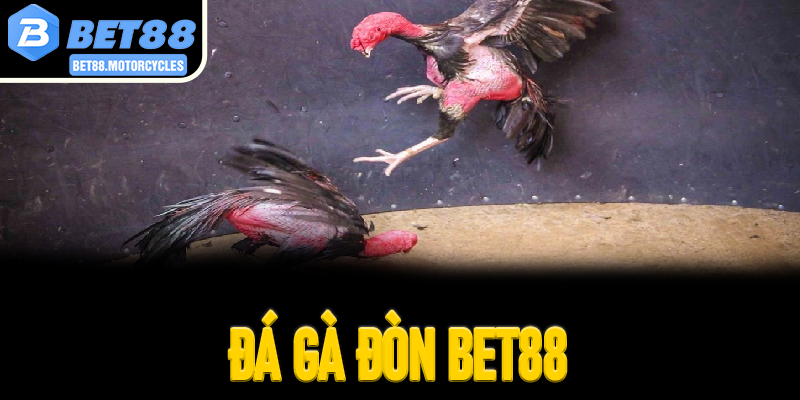 Đá Gà Đòn